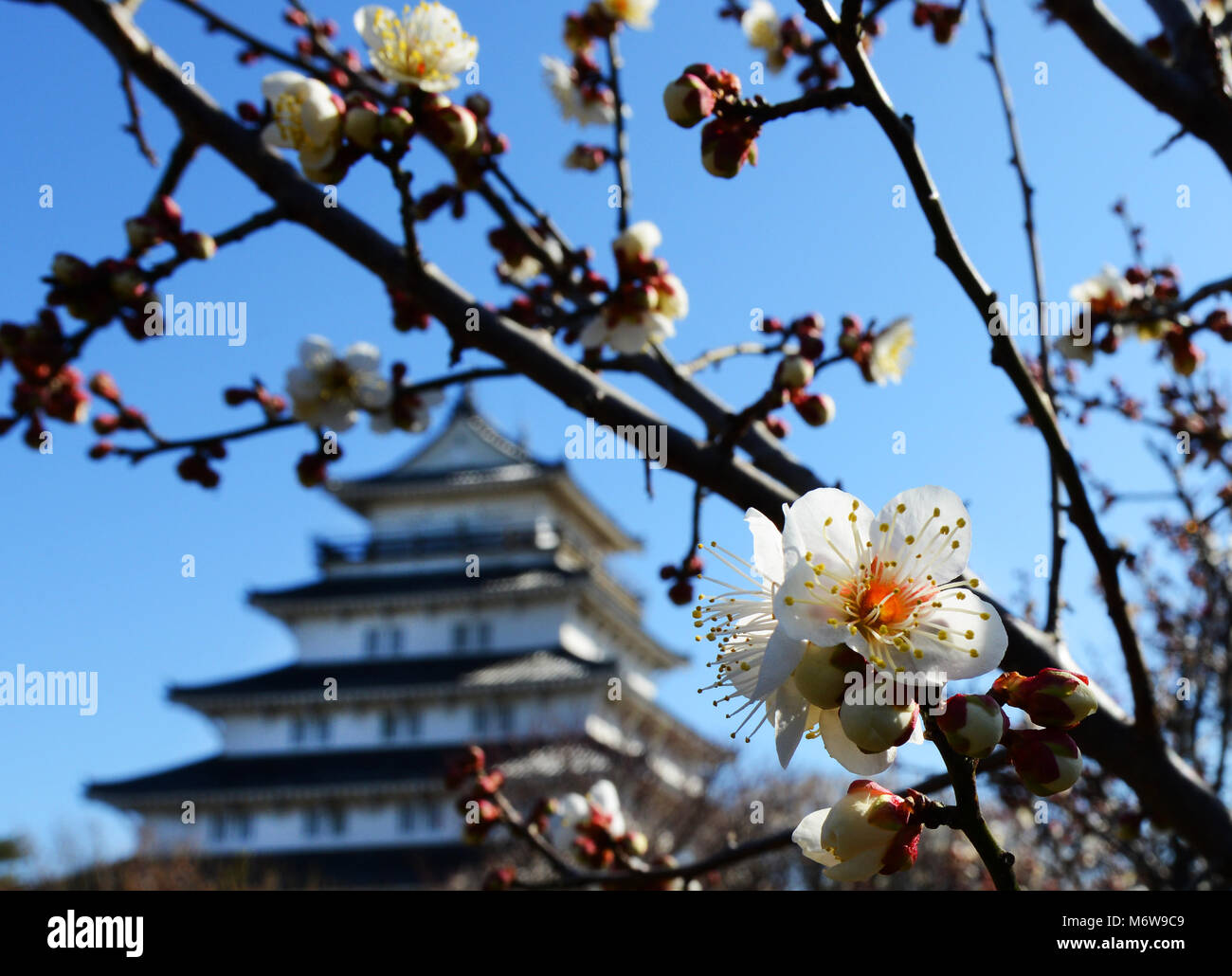 Sakura ( Cherry blossoms ) by Shimabara castle in Kyushu, Japan. Stock Photo