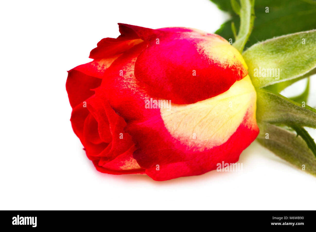 Beautiful red rose isolated on white background Stock Photo - Alamy