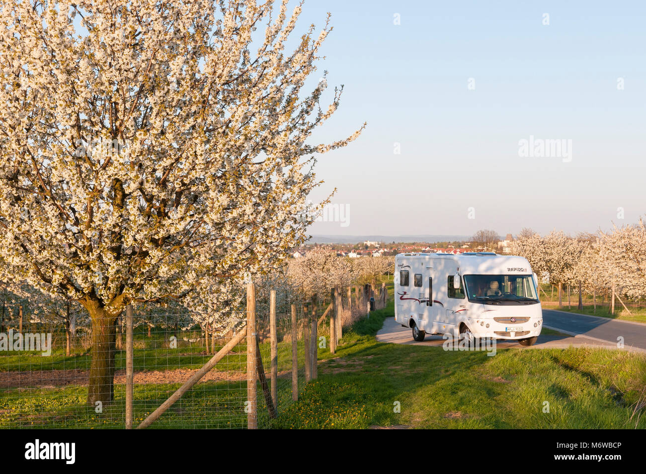 Kirschblüte bei Friedberg, Hessen, Deutschland, Europa Stock Photo