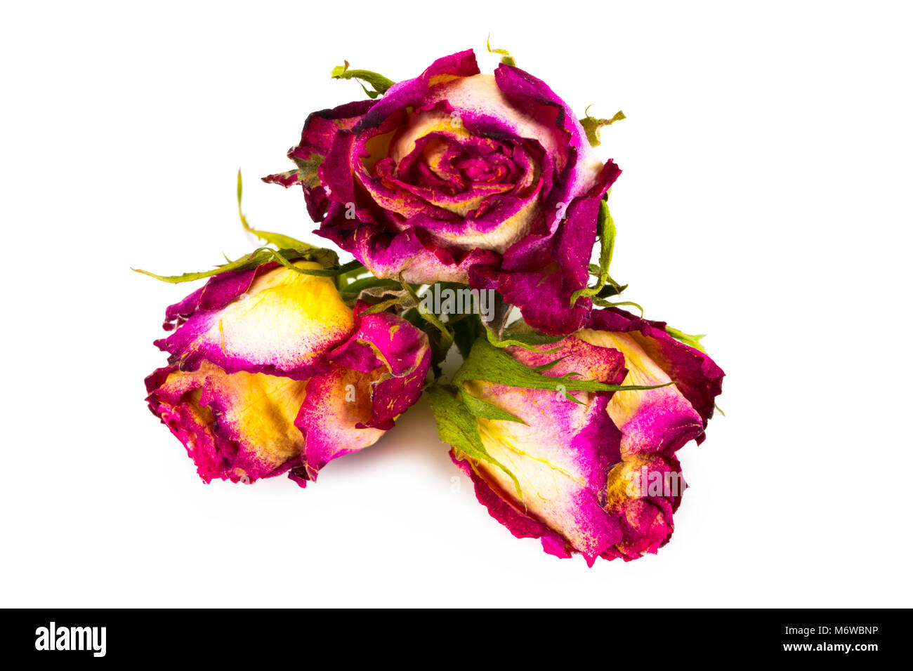 dried rose buds isolated on white backgroundю Stock Photo Alamy