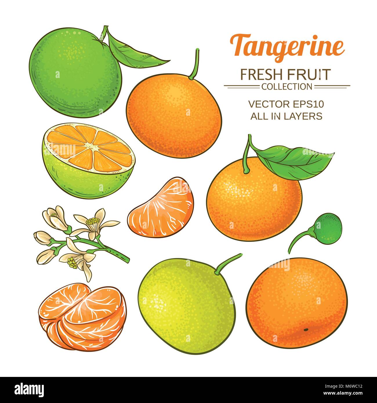 tangerine fruit vector set on white background Stock Vector Image & Art