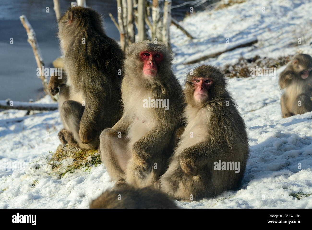 Macaques kingdom hi-res stock photography and images - Alamy