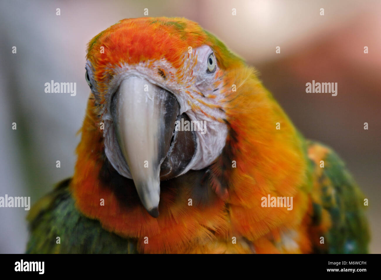 Harlequin Macaw (psittacidae) Stock Photo