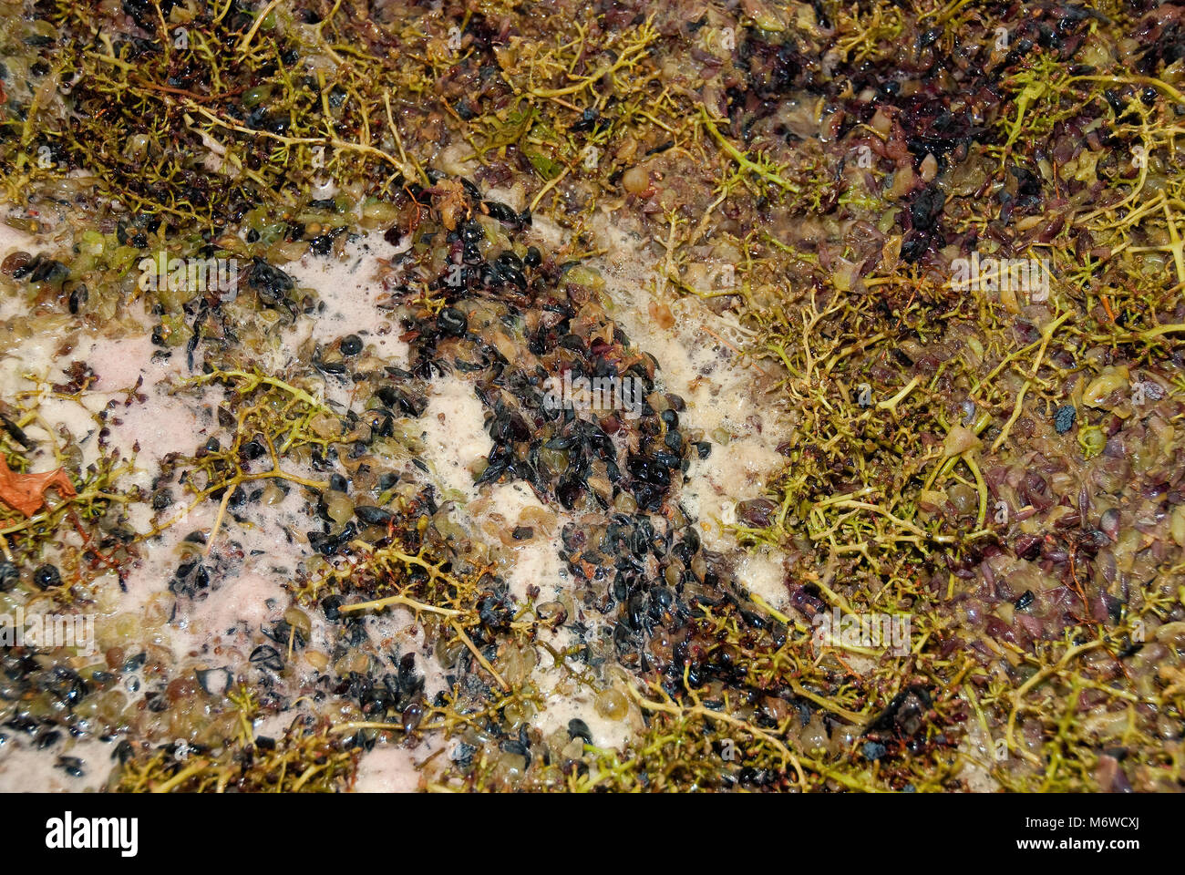 Fermenting the grape, wine Stock Photo