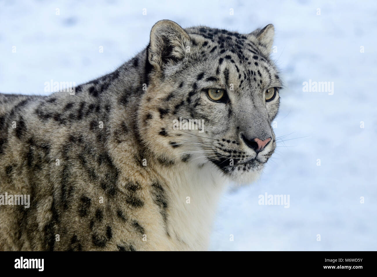 Captive snow leopard (Panthera uncia) at Highland Wildlife Park, Kincraig, Kingussie, Scotland, UK Stock Photo