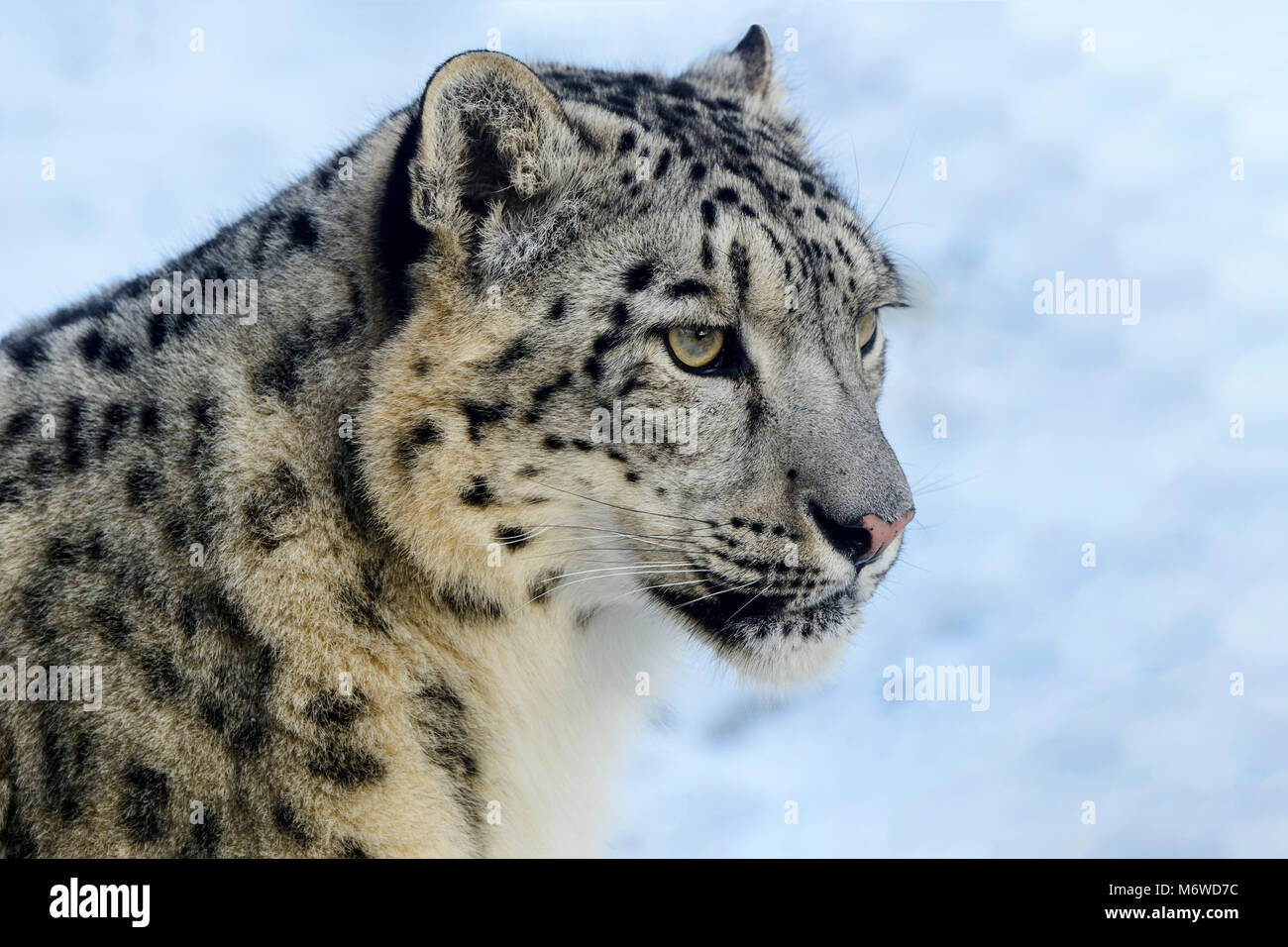 Captive snow leopard (Panthera uncia) at Highland Wildlife Park, Kincraig, Kingussie, Scotland, UK Stock Photo