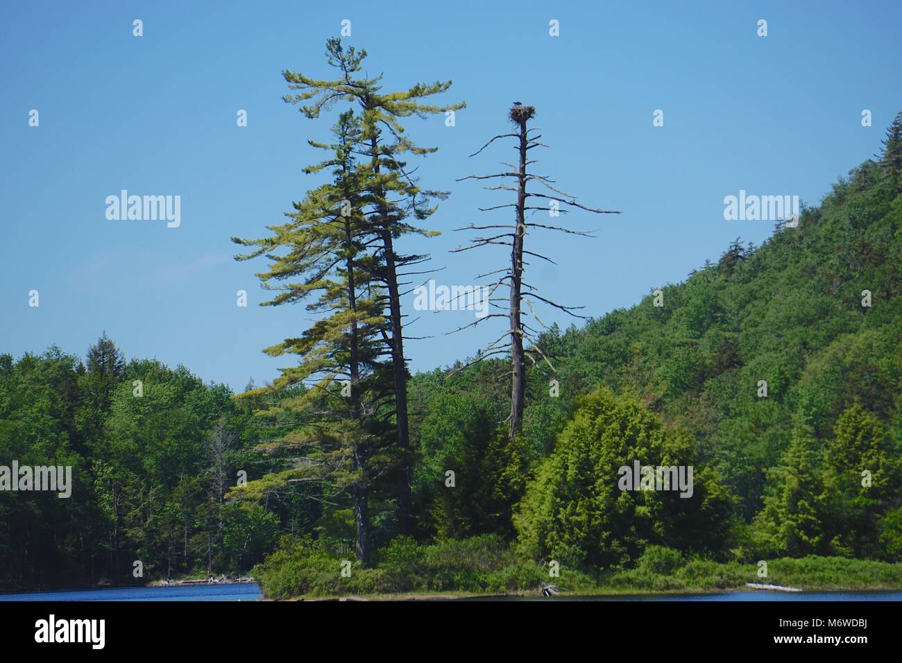 An osprey (Pandion haliaetus) nest at the top of a tree on Moss Lake, in the Adirondack Park, New York, USA. Stock Photo
