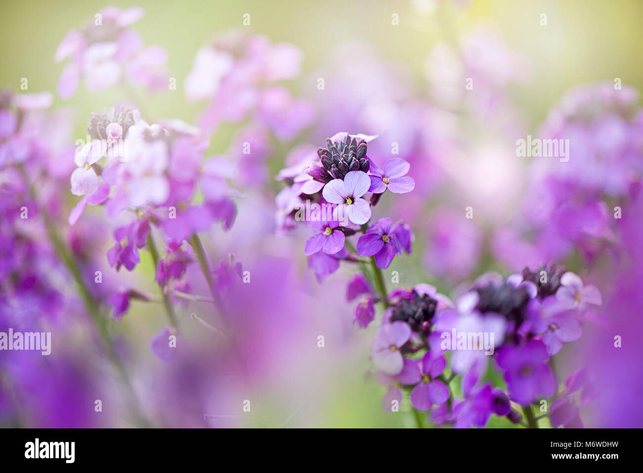 Close-up image of the spring flowering purple flowers of Erysimum 'Bowles's Mauve' -  wallflower 'Bowles's Mauve' Stock Photo