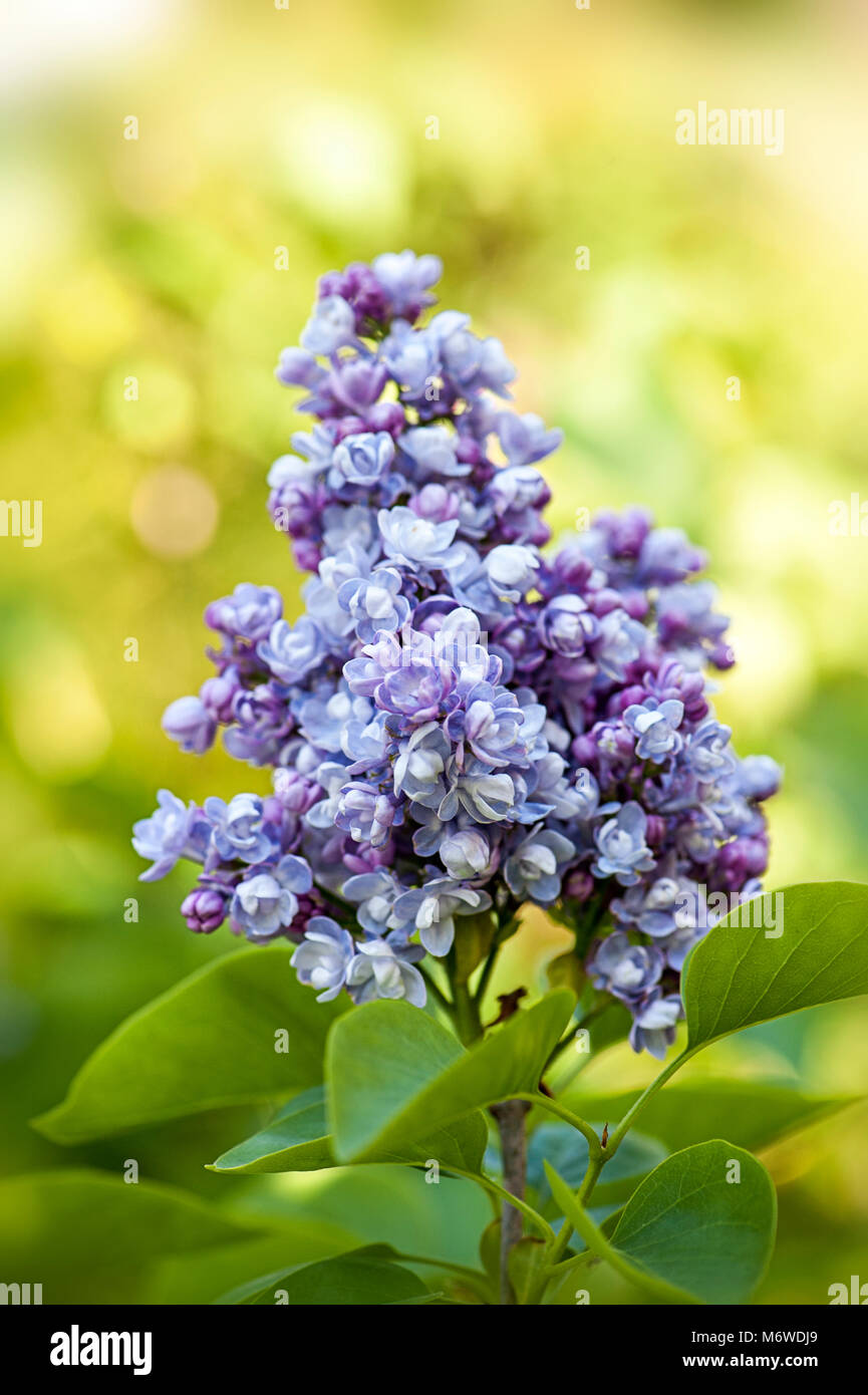 Close-up image of the spring flowering, purple Syringa vulgaris flowers ...