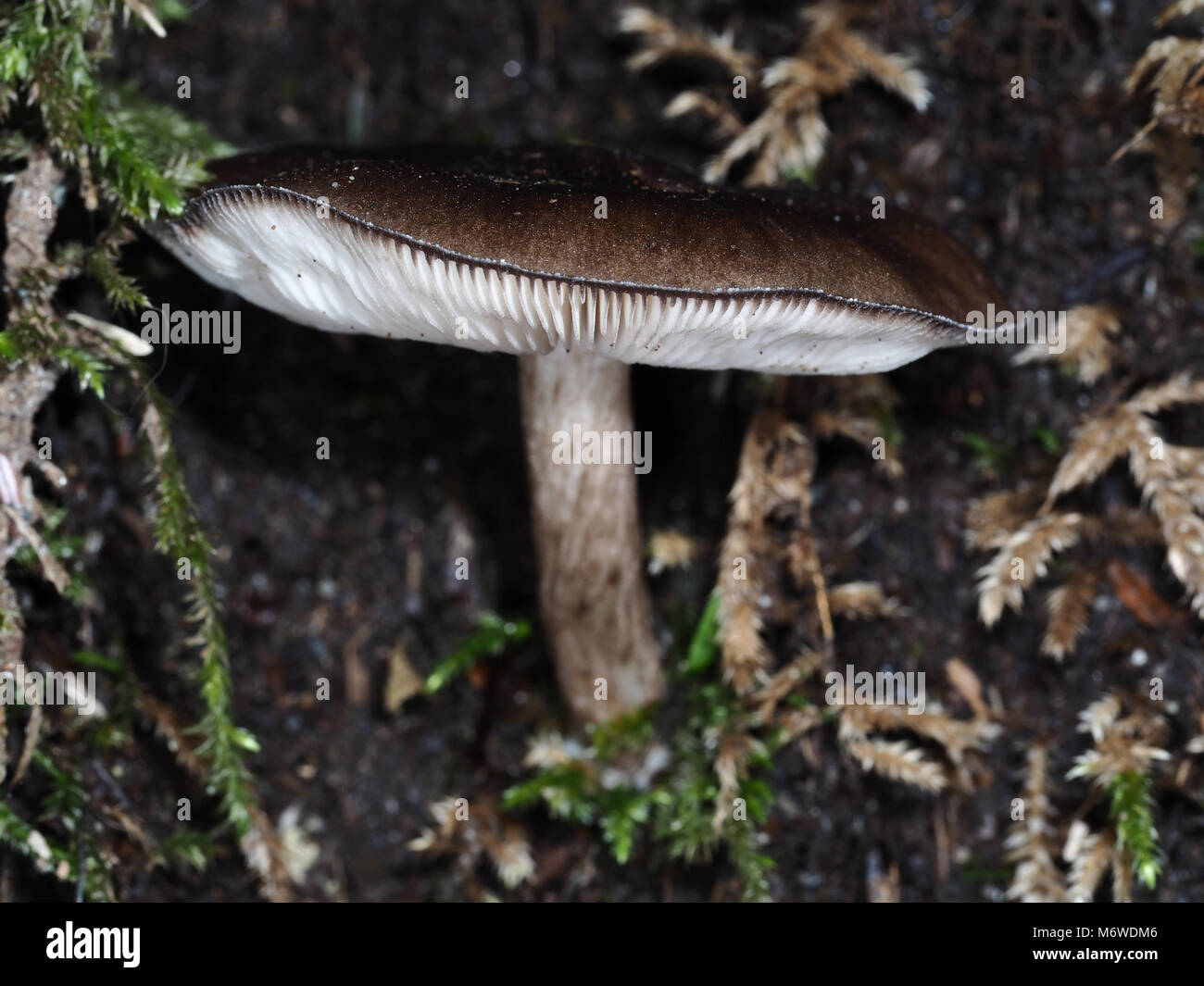 Pluteus cervinus (also known as Pluteus atricapillus) mushroom growing in a Western Washington forest Stock Photo