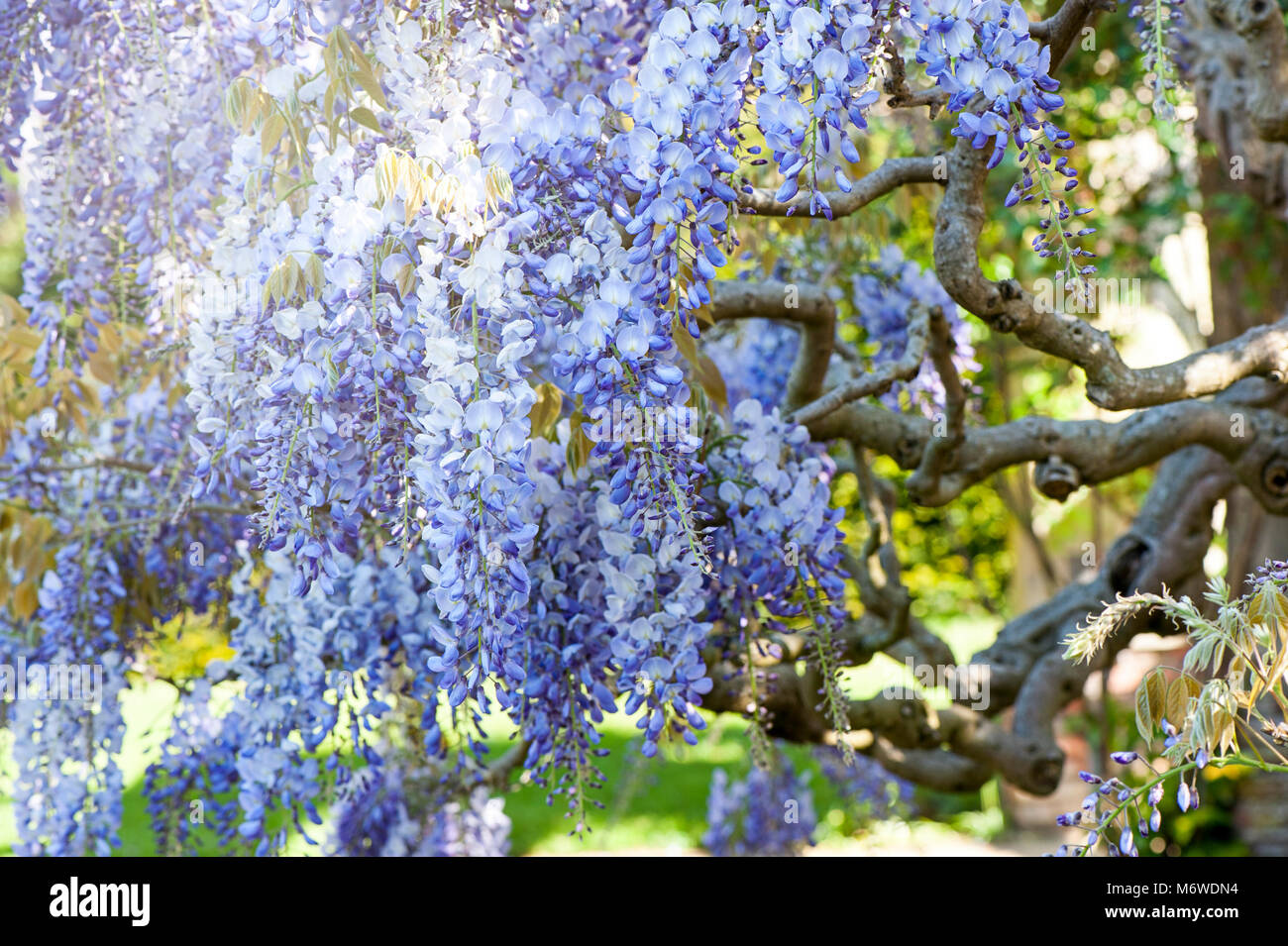 Closeup image of the spring flowering Wisteria sinensis or Chinese