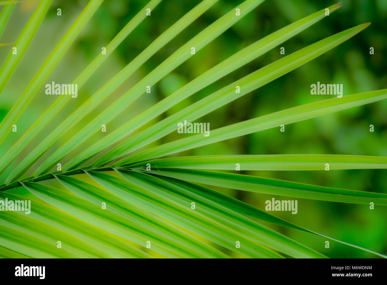 Palm leaves on Green background Stock Photo