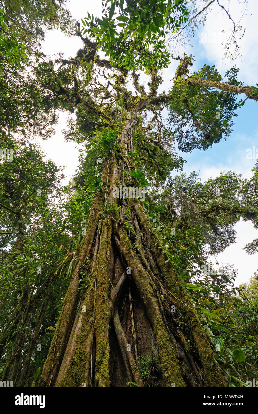 Strangler Fig Growing on a Old Tree in the Monteverde Cloud Forest in Costa Rica Stock Photo