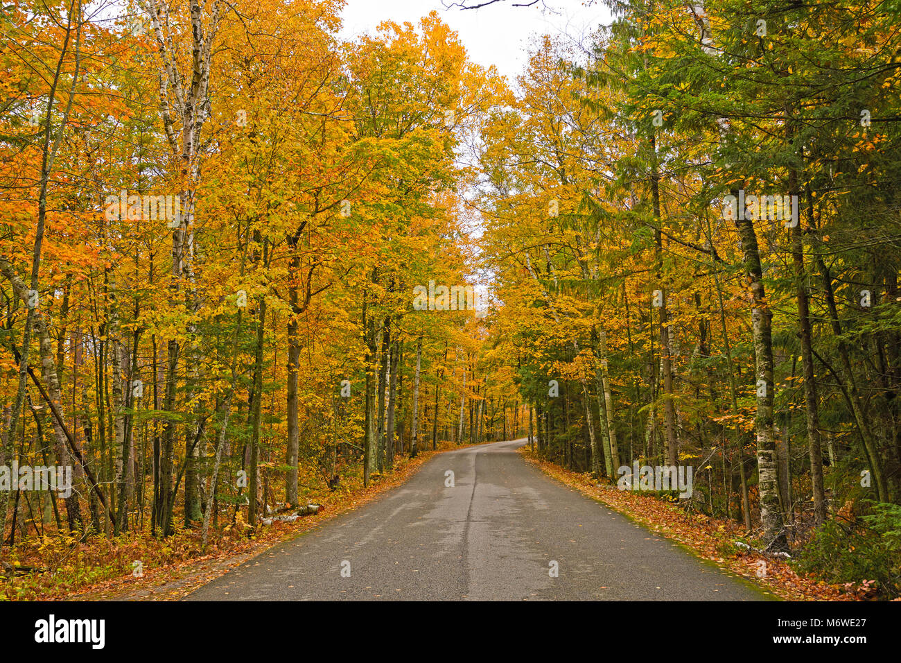 Colorful Rural Road in the Fall in Potawatomi State Park in Wisconsin Stock Photo