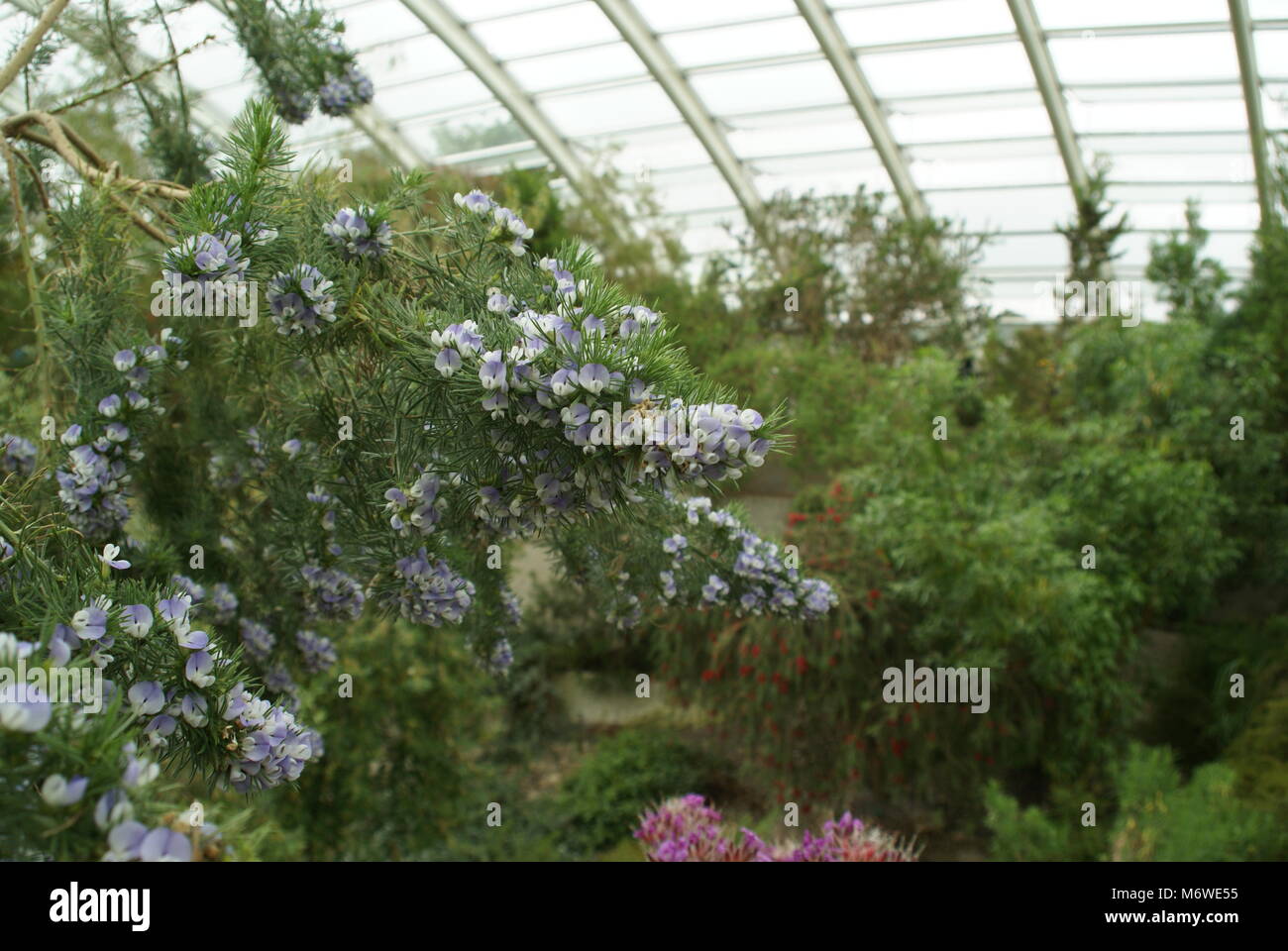 Psoralea pinnata Stock Photo