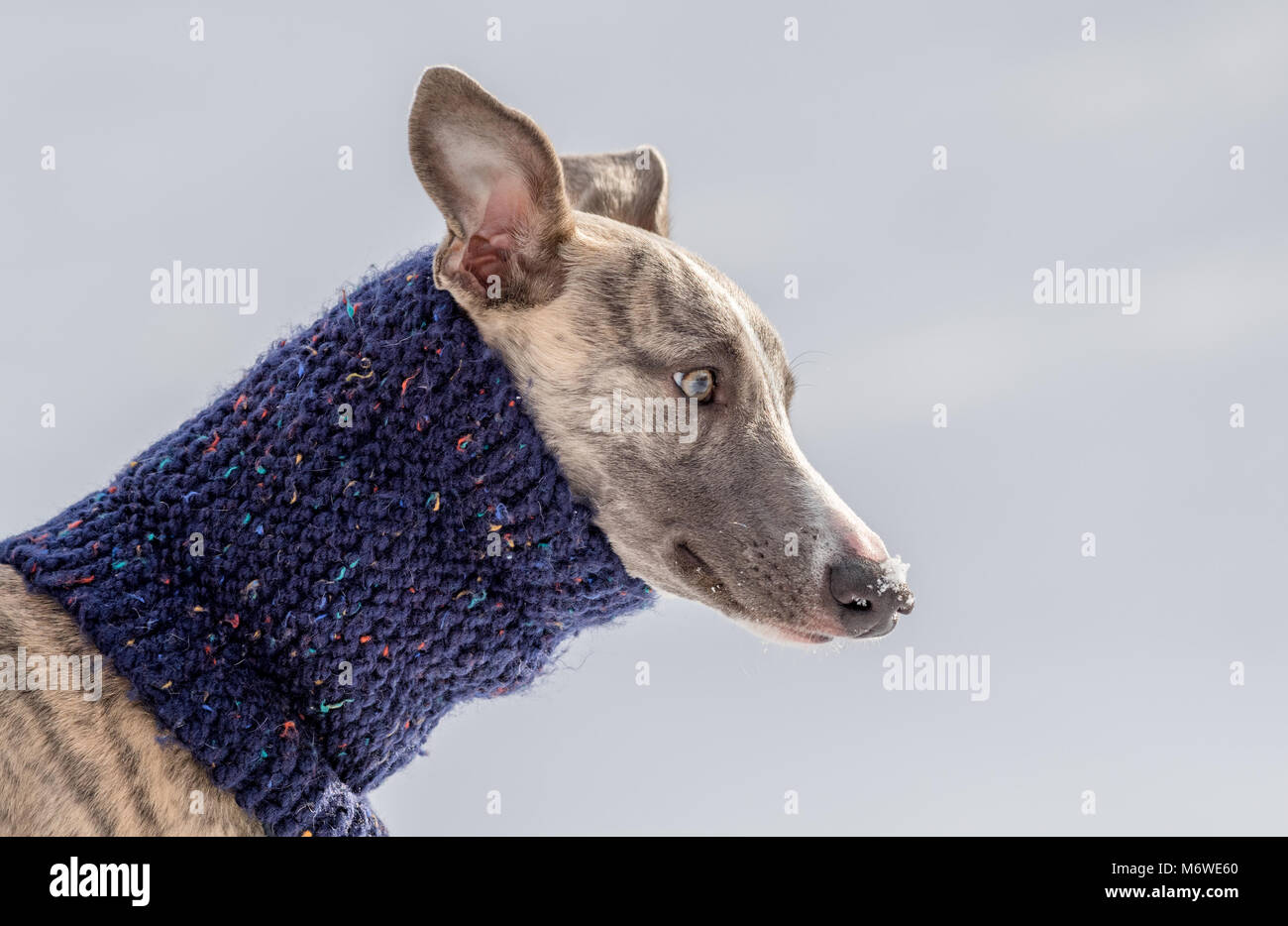 whippet snow