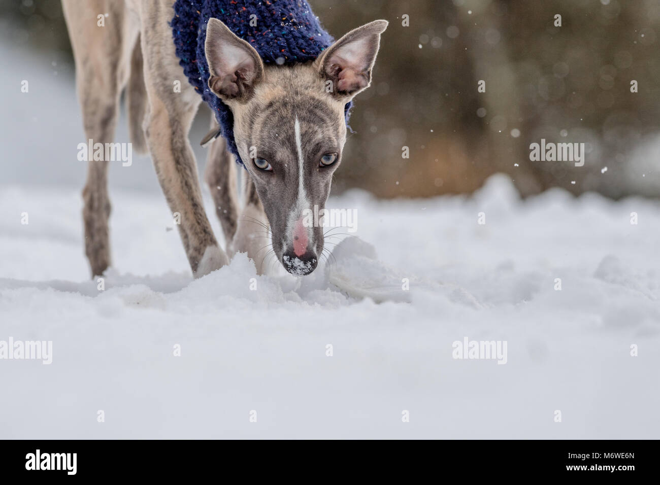 whippet snow