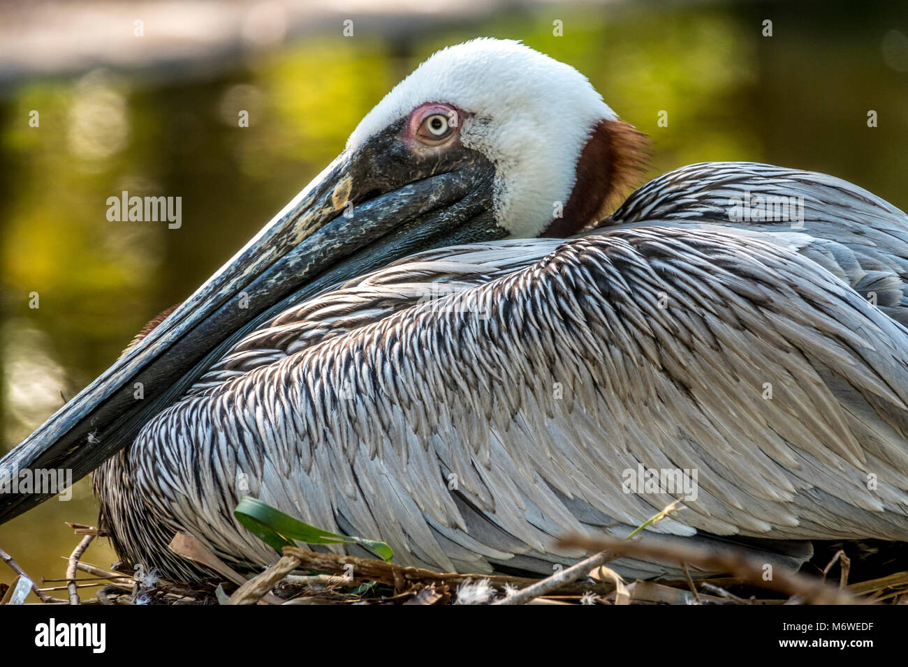 brown pelican,Pelecanus occidentalis is a North American bird of the pelican family, Pelecanidae. Stock Photo