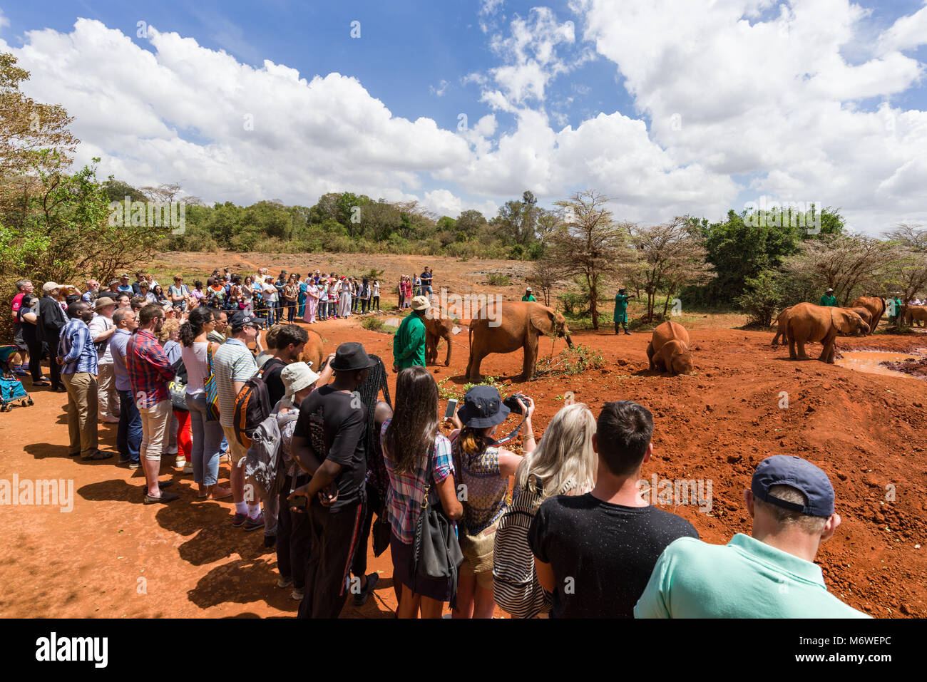 Tourists watching as juvenile orphaned Elephants play at the David Sheldrick Wildlife Trust, Nairobi, Kenya Stock Photo