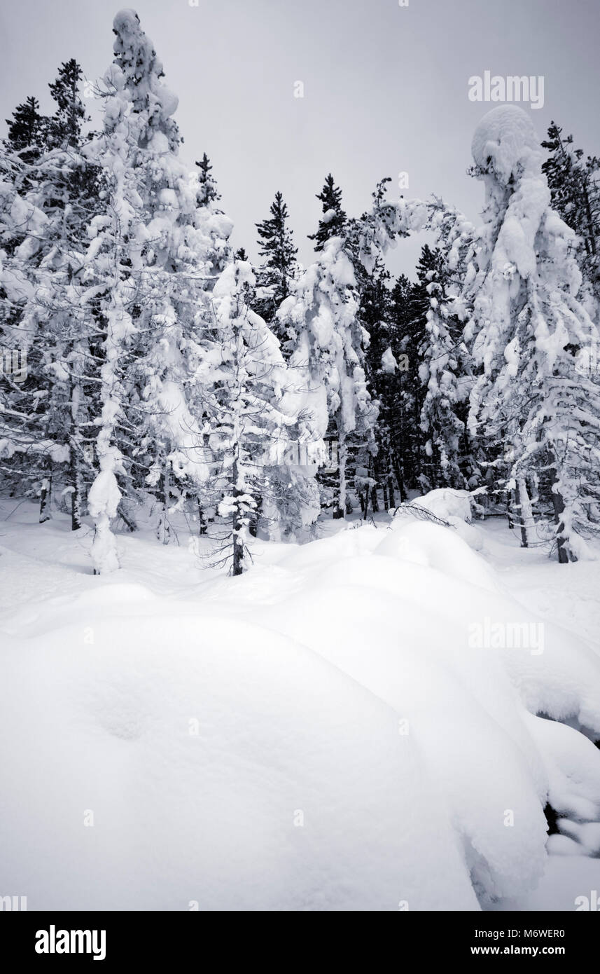 Trees in the snow in Yellowstone National Park, USA Stock Photo