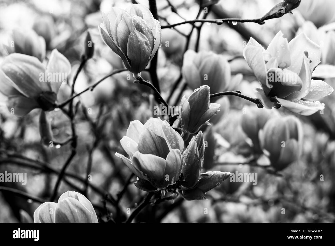 Magnolias in Full Bloom Stock Photo Alamy
