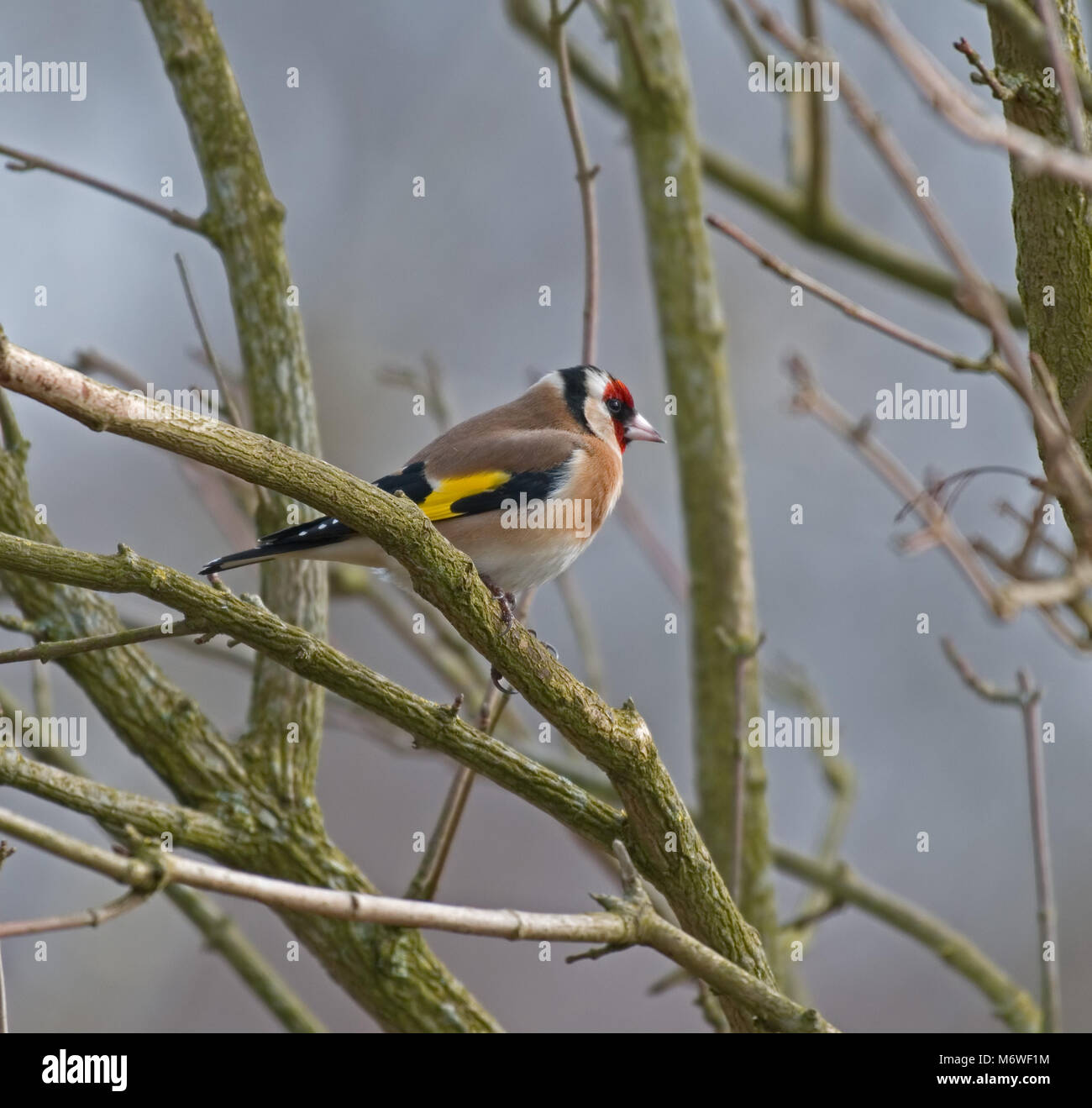 Goldfinch; Cardueli;scarduelis Stock Photo