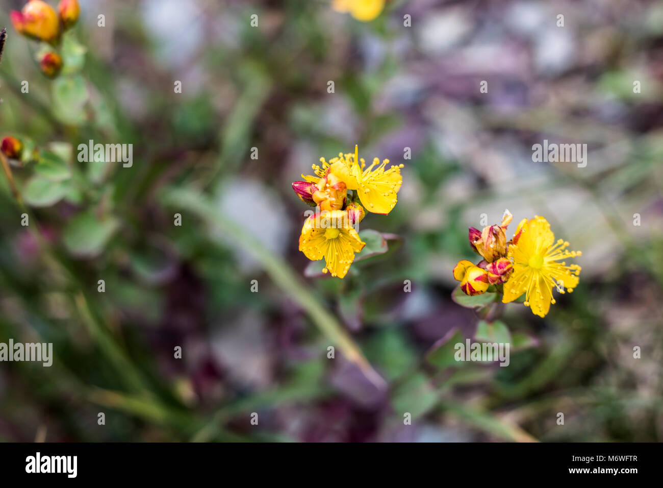 Yellow Wildflowers in Rocky Terrain Stock Photo