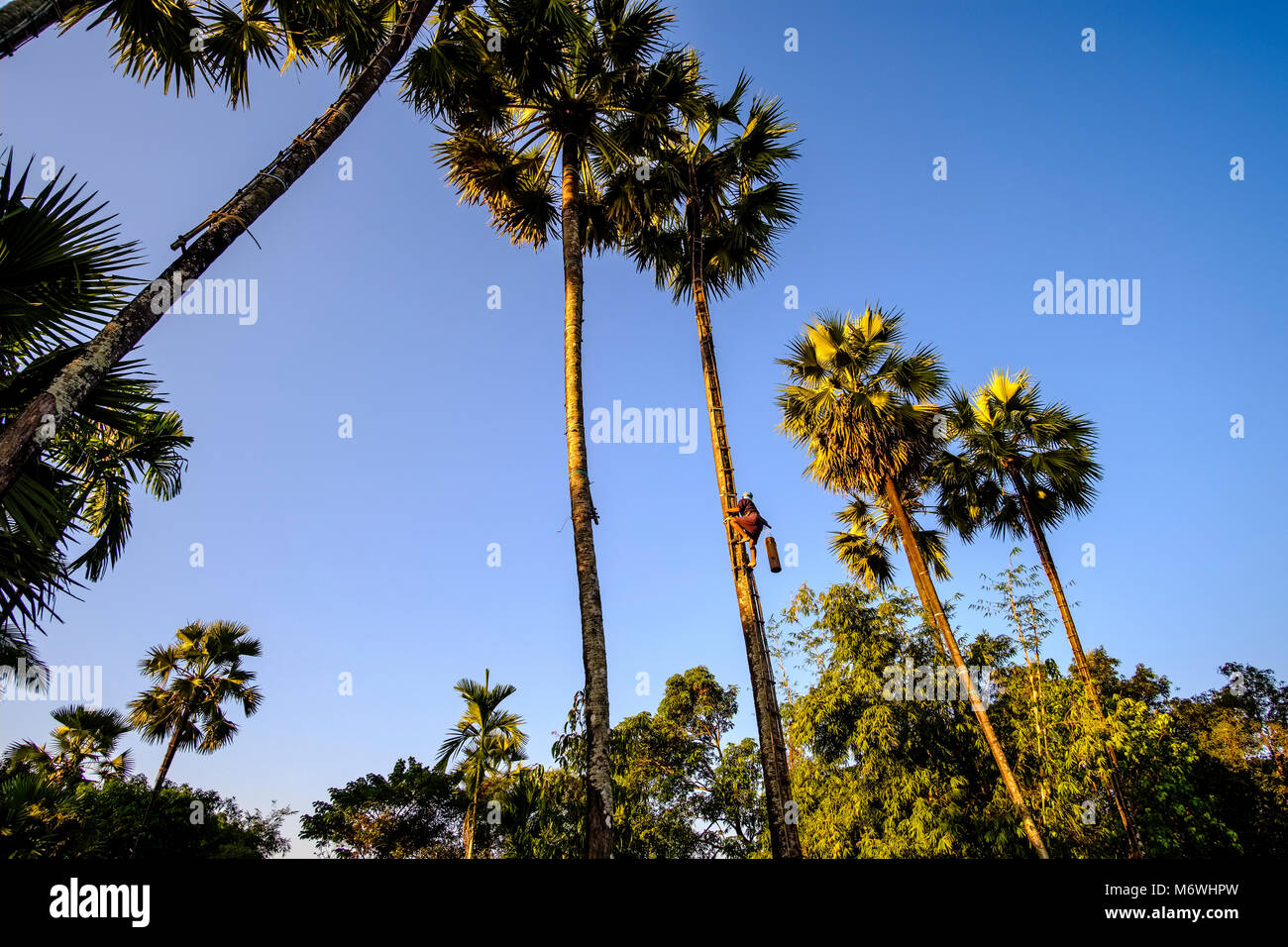 A local farmer is climbing a coconut palm tree to harvest sap, palm juice Stock Photo