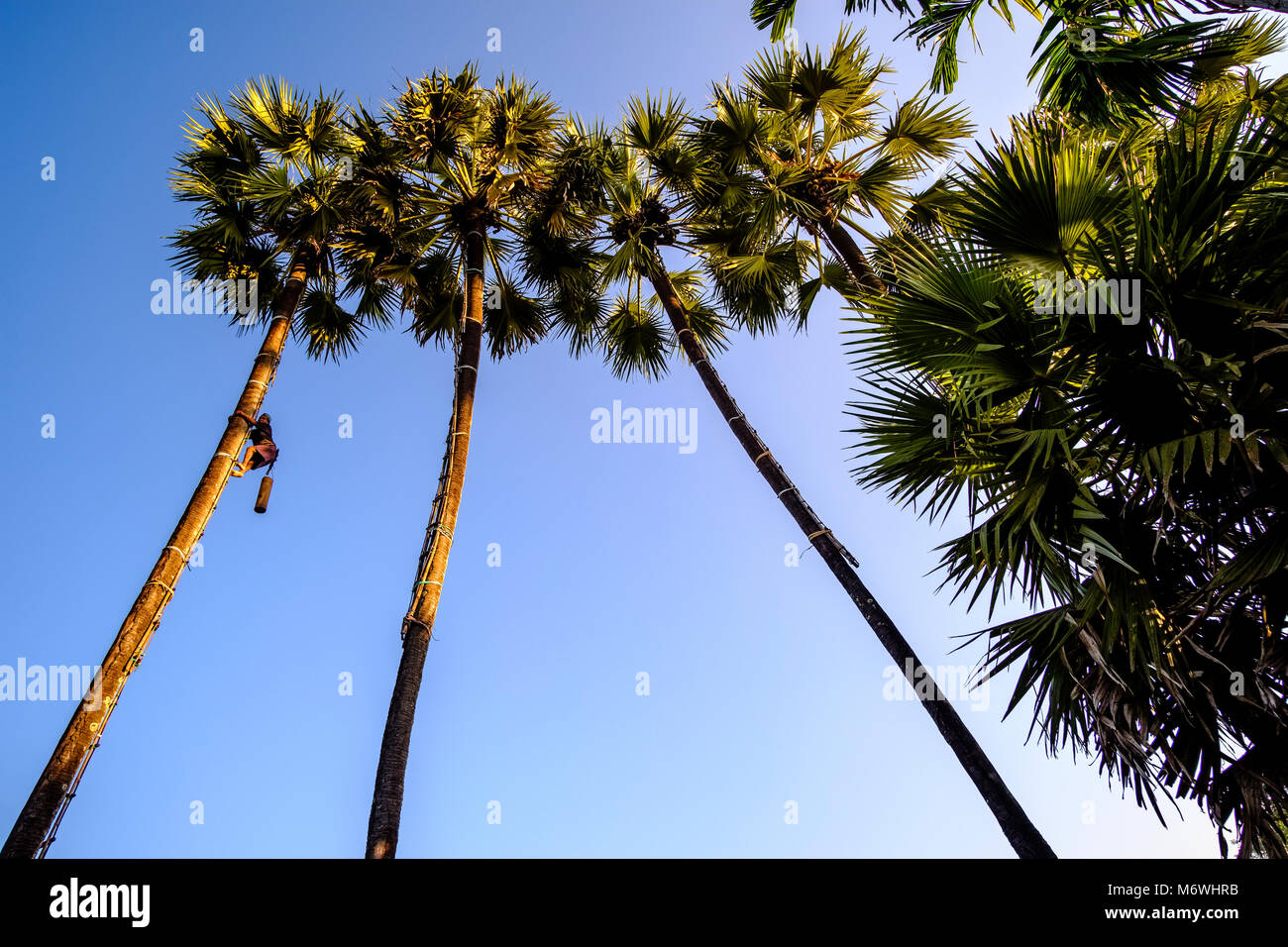 A local farmer is climbing a coconut palm tree to harvest sap, palm juice Stock Photo