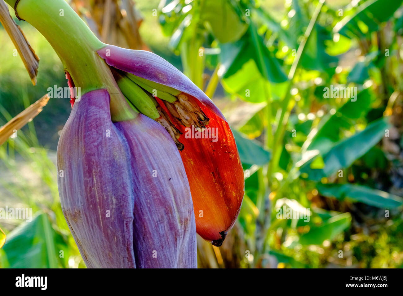 Closeup of a banana blossom with a growing bunch of small bananas in a
