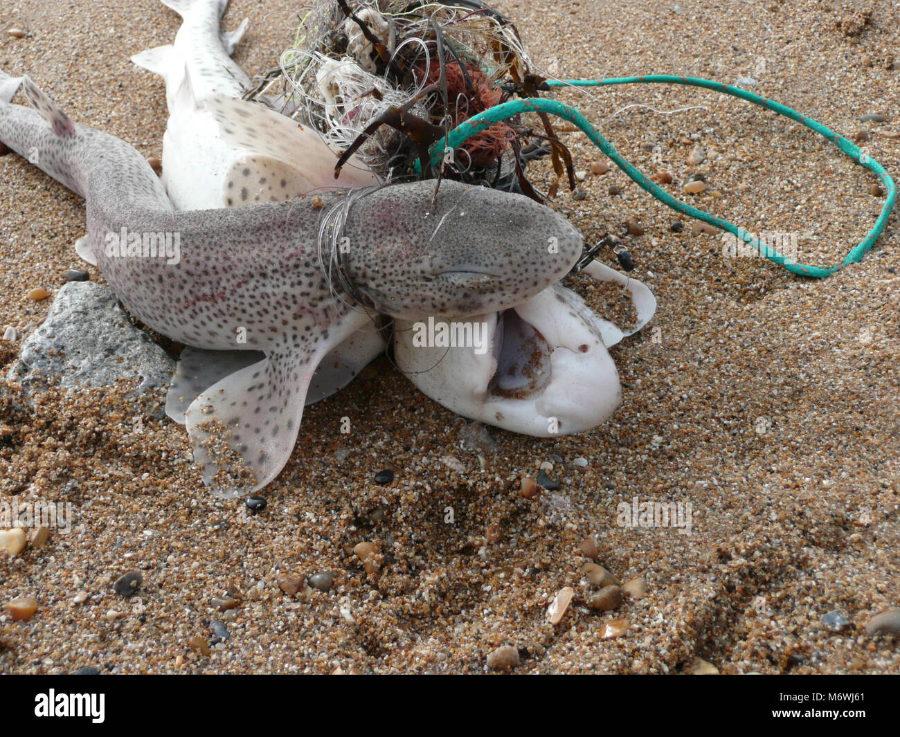 Dangers of fishing industry to sealife hires stock photography and