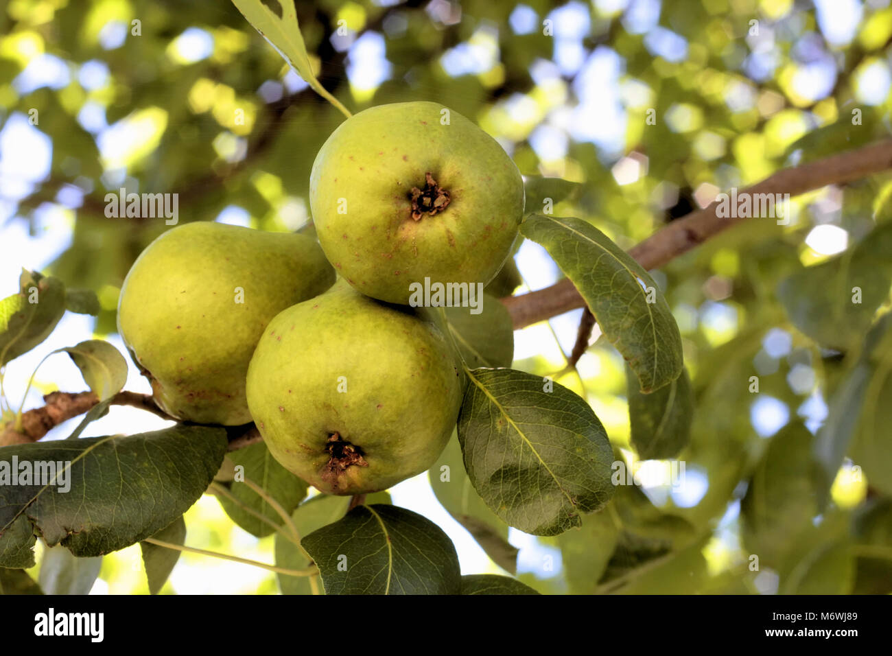 Three pears ripening on a pear tree are shaded from the dappled sunlight. Stock Photo