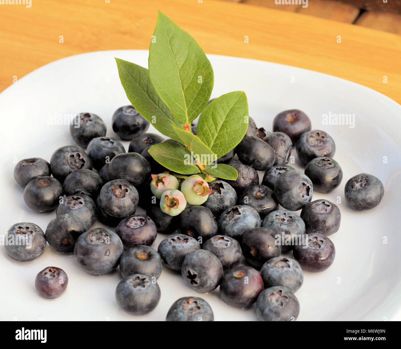 Unripe blueberries on a blueberry twig with leaves sit atop a pile of ripe blueberries on a white plate. Stock Photo