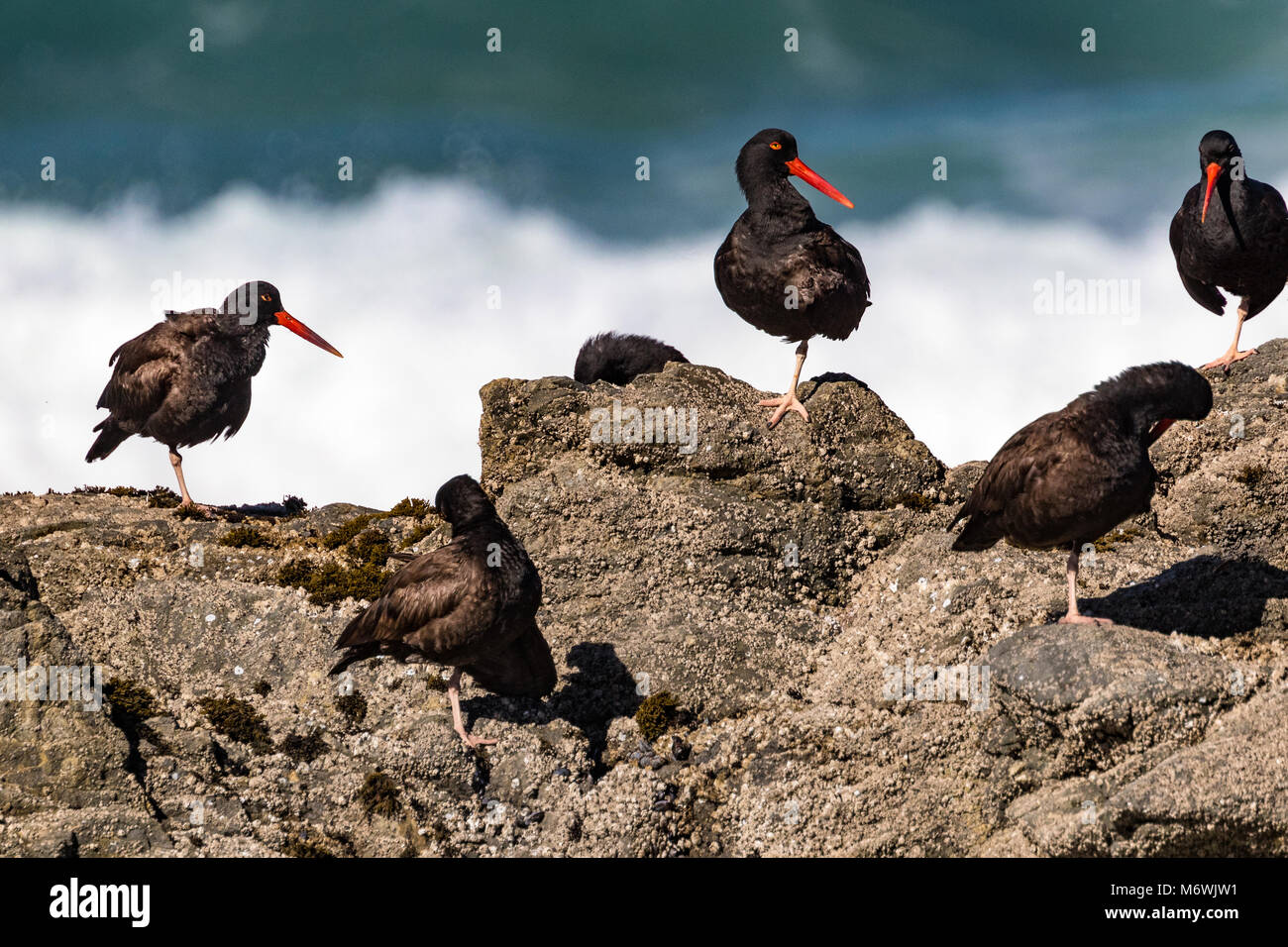 Black Oystercatchers (Haematopus bachmani) resting on the rocky coastline of Pt Reyes National Seashore, California, USA. Stock Photo