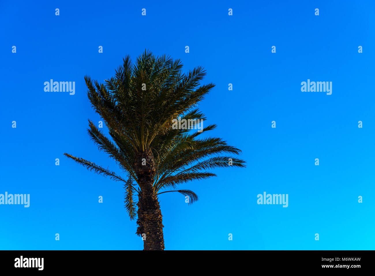 beautiful spreading palm tree on the beach, exotic plants symbol of ...