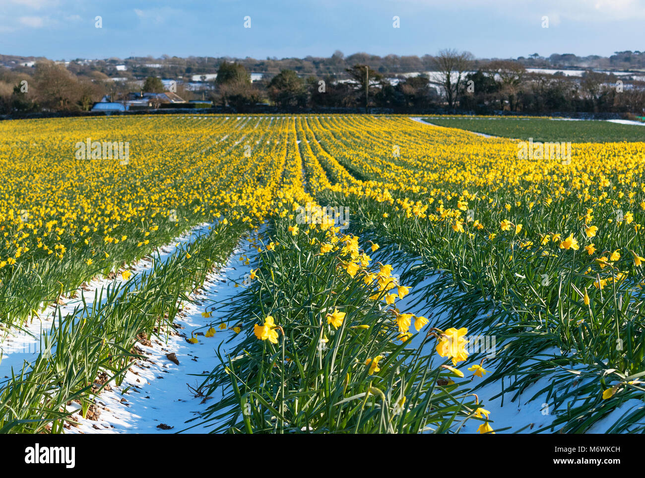 Cornish daffodils hires stock photography and images Alamy