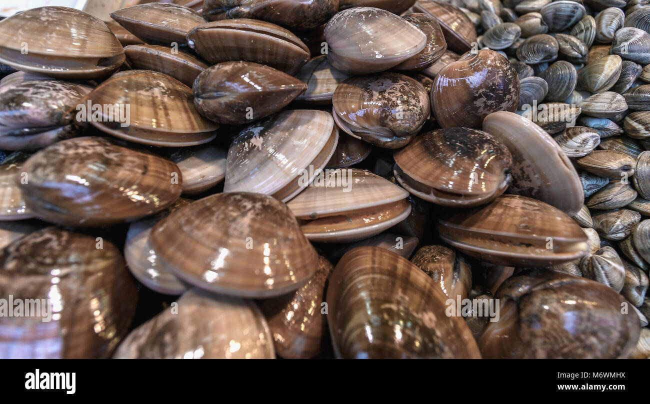 Group of Shells or mussels displayed at fish market Stock Photo - Alamy