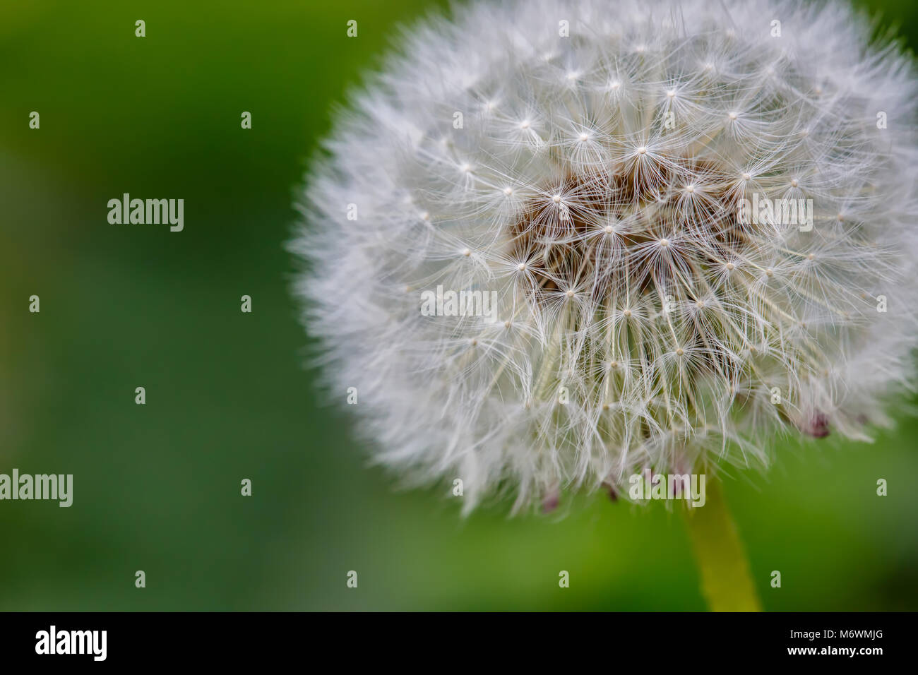 Dandelion close up photo Stock Photo Alamy