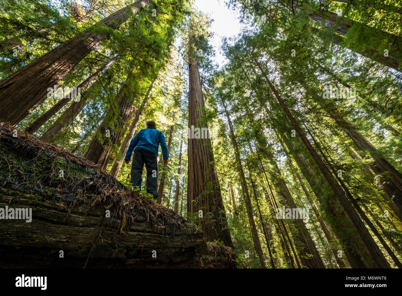 A man hikes through giant redwood trees in Humboldt Redwoods State and National Park along the Rockefeller Loop in Avenue of the Giants, California. Stock Photo