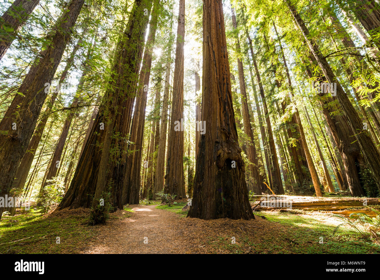 Giant redwood trees in Humboldt Redwoods State and National Park along the Rockefeller Loop in Avenue of the Giants, California. Stock Photo