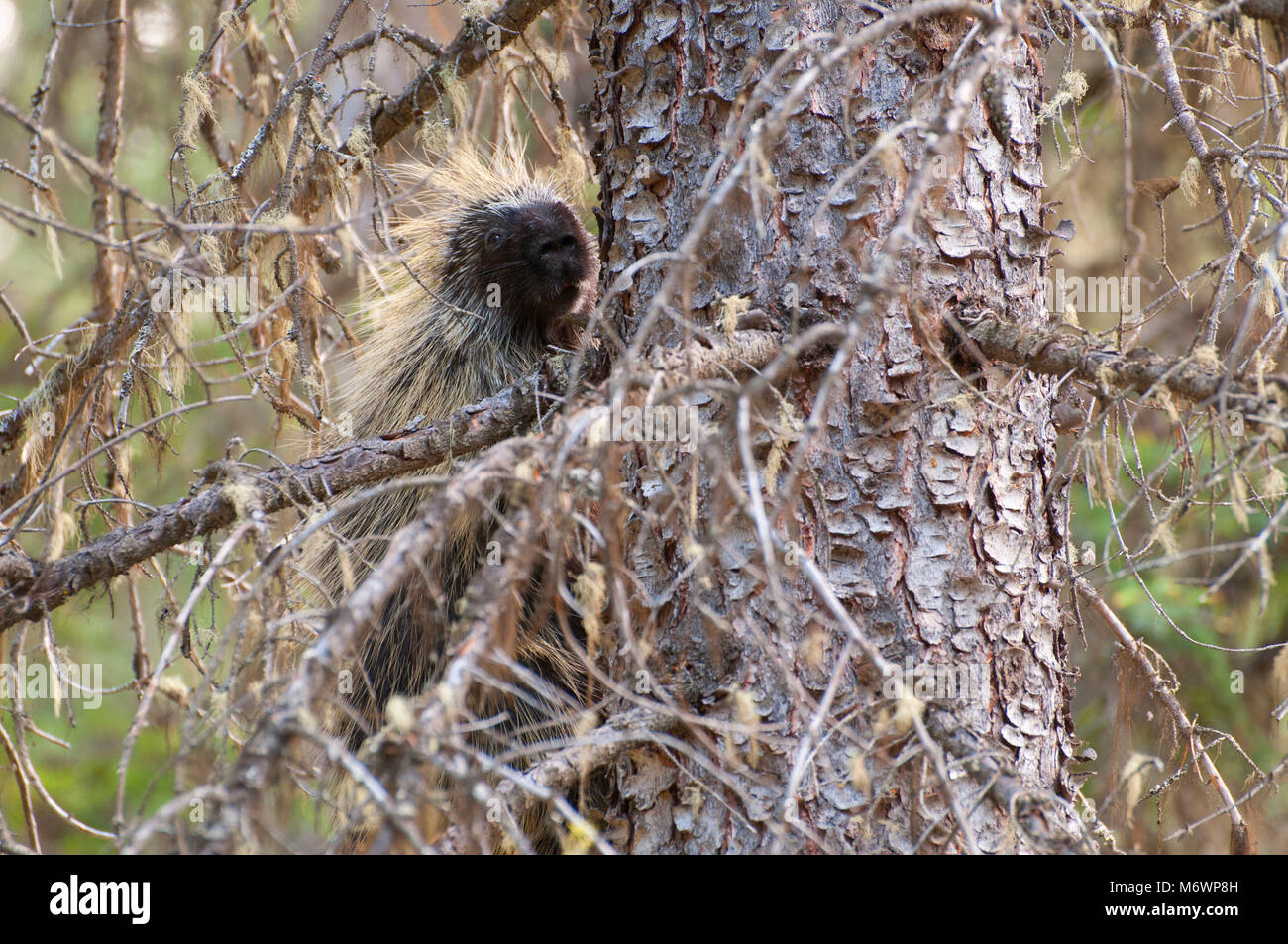 Porcupine along Chephren Lake Trail, Banff National Park, Alberta, Canada Stock Photo