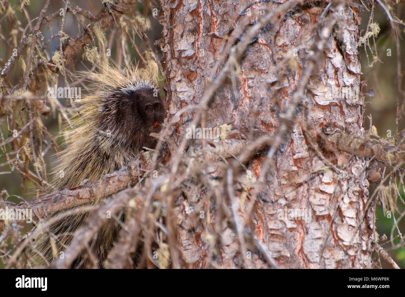 Porcupine along Chephren Lake Trail, Banff National Park, Alberta, Canada Stock Photo