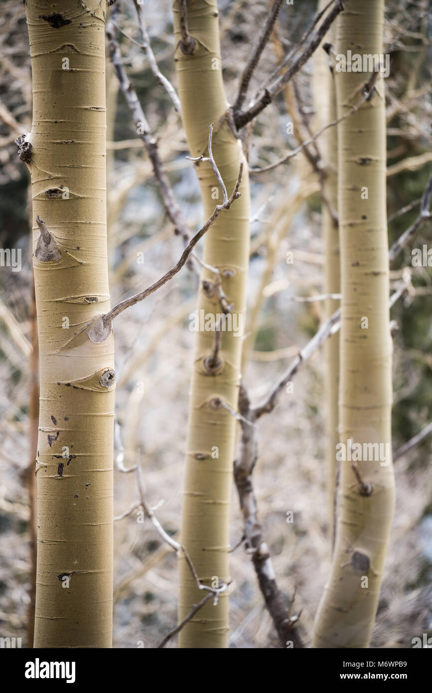 New mexico trees hires stock photography and images Alamy