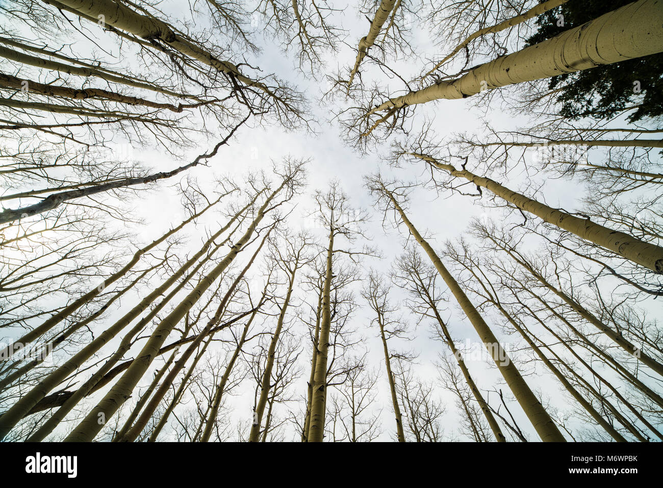 Looking up tall aspen trees hi-res stock photography and images - Alamy
