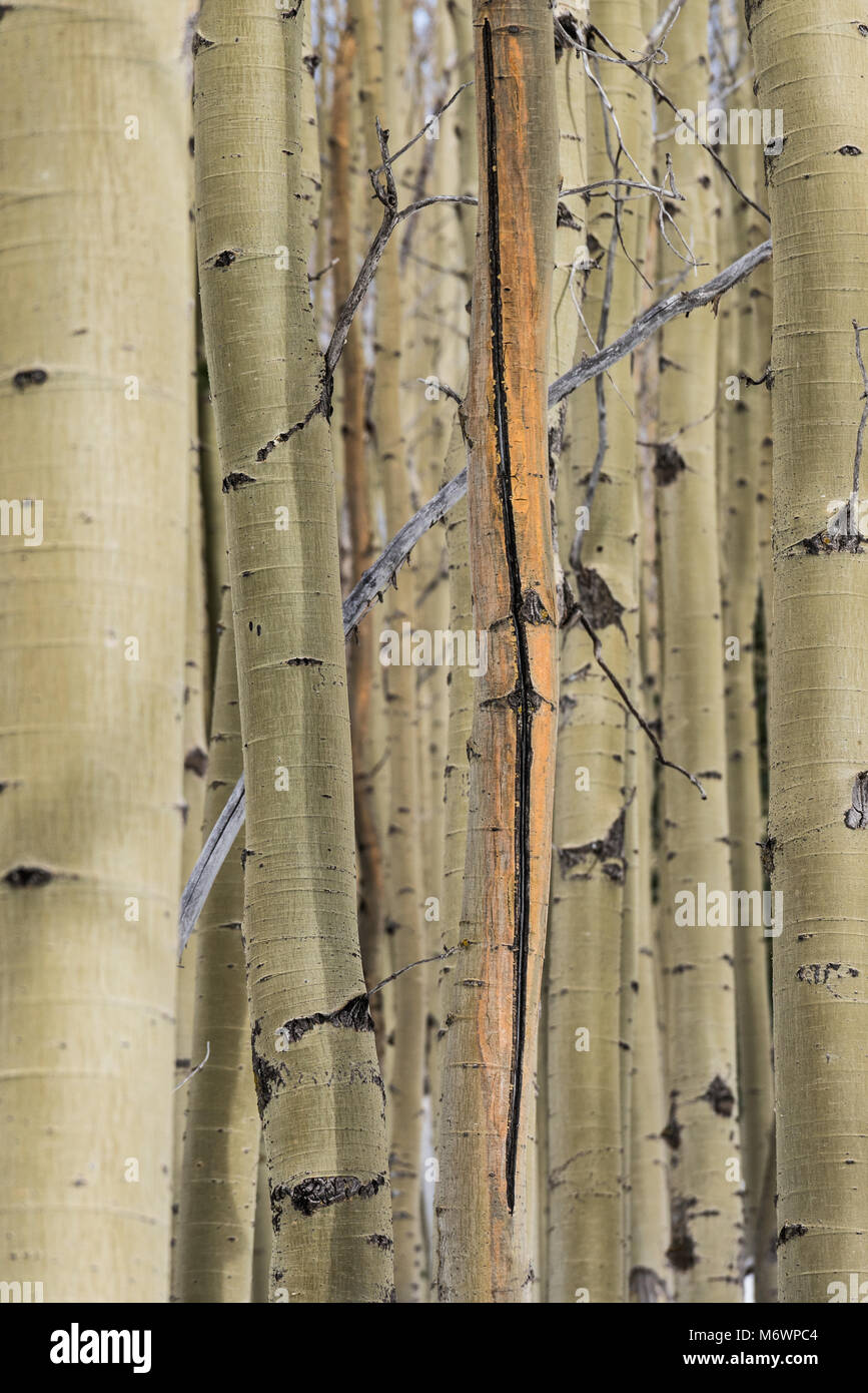 An single aspen with a large slash on it in a grove of aspens. Santa Fe, New Mexico Stock Photo