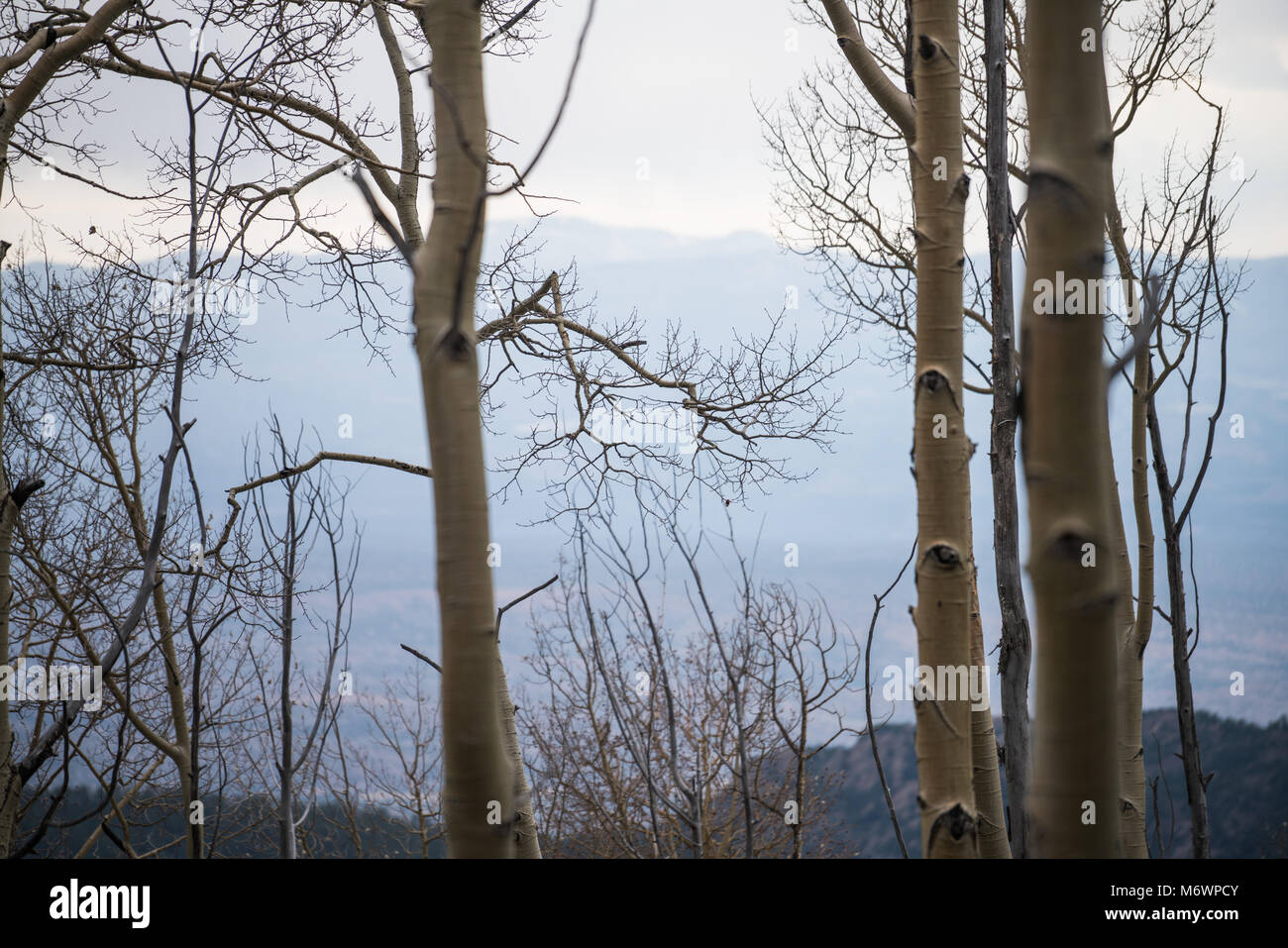 Looking down through an aspen grove at Santa Fe, New Mexico Stock Photo