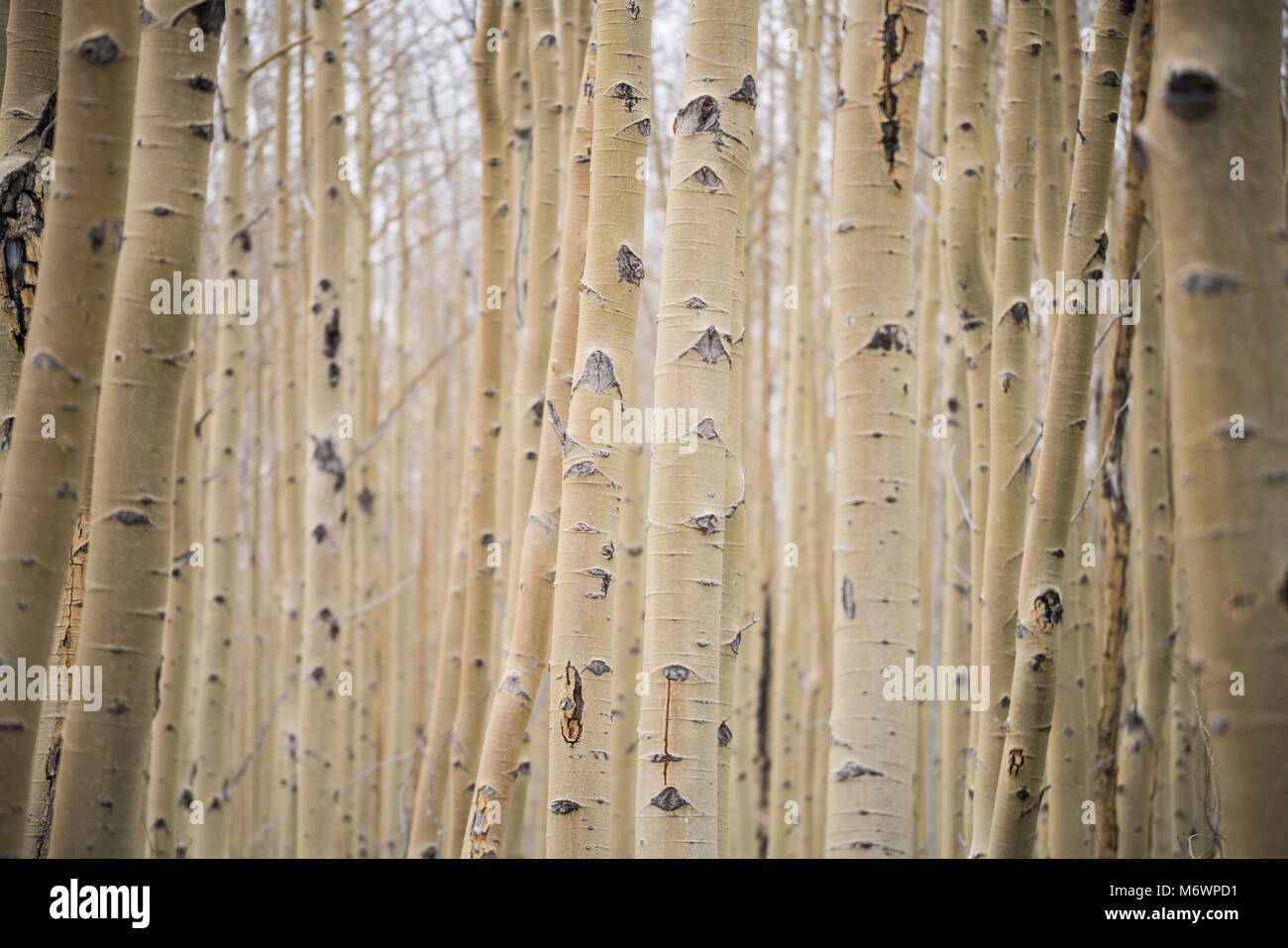 A grove of knotted white aspen trees in Santa Fe, New Mexico Stock Photo