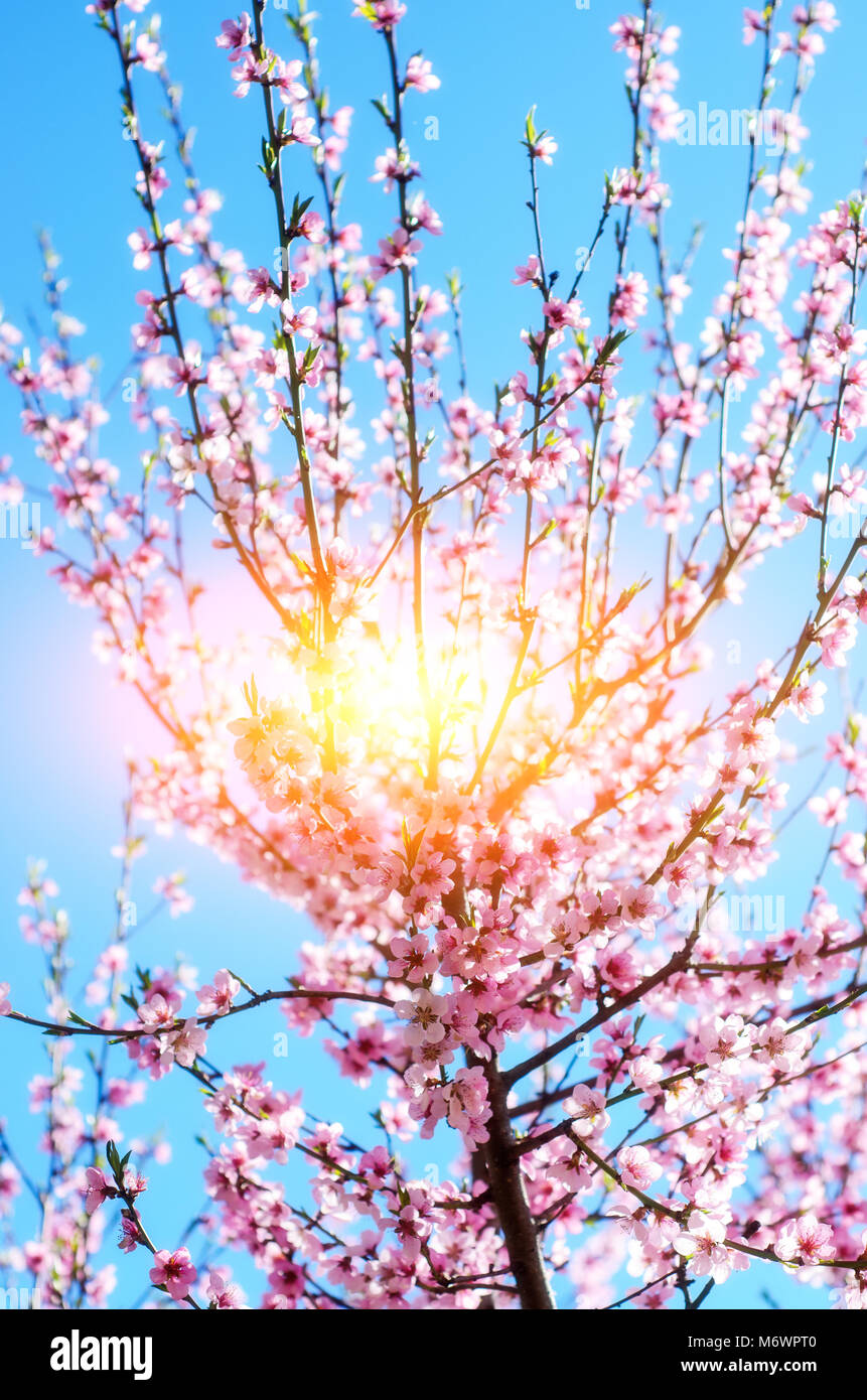 Blooming cherry tree branches against a cloudy blue sky Stock Photo - Alamy