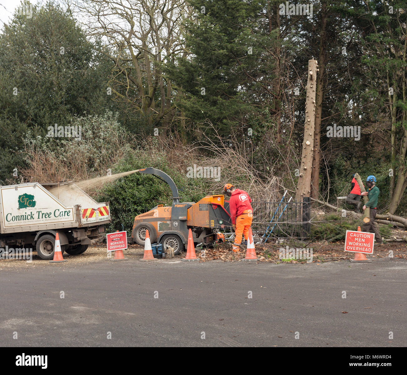 Tree surgeons at work in Greenwich Park, London. Stock Photo