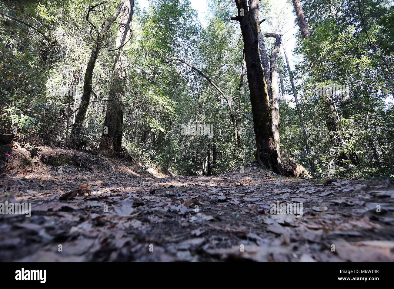 Napa, CA, USA. 21st Feb, 2018. This driveway off Howell Mountain Road near Angwin, is part of a 105-acre parcel recently purchased by a Rocklin company that wants to create a ''green'' cemetery. Credit: Napa Valley Register/ZUMA Wire/Alamy Live News Stock Photo